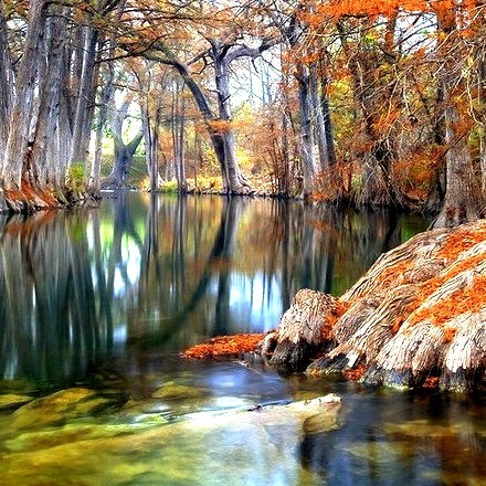 Cyprus Trees, Hunt, Texas