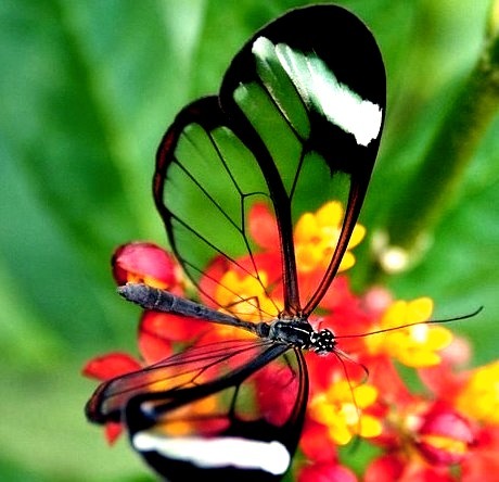 Transparent Glasswing Butterfly, Panama