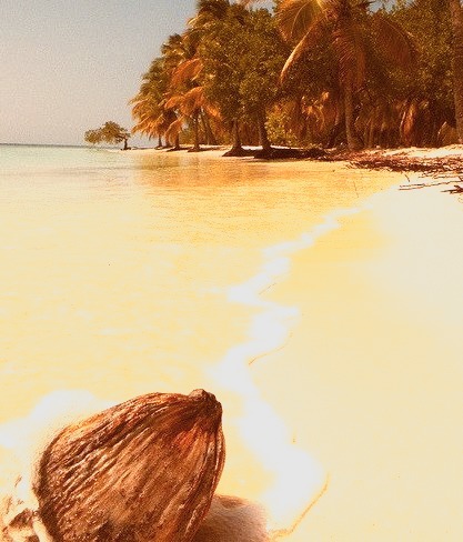 Coconut on the beach, Morrocoy, Venezuela