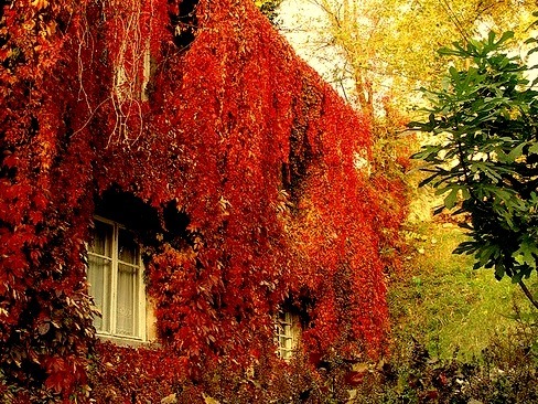 House covered in autumn colours in Haskovo, Bulgaria