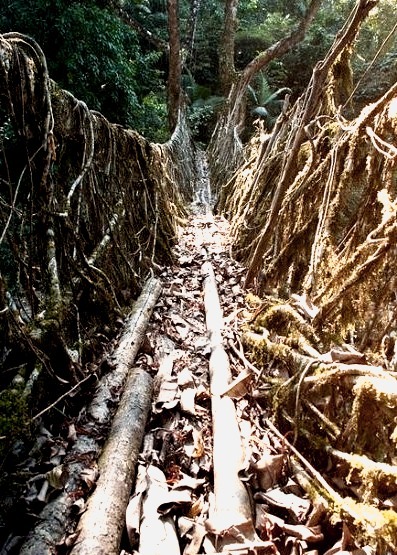 200 years old root bridges in Meghalaya subtropical forests, India