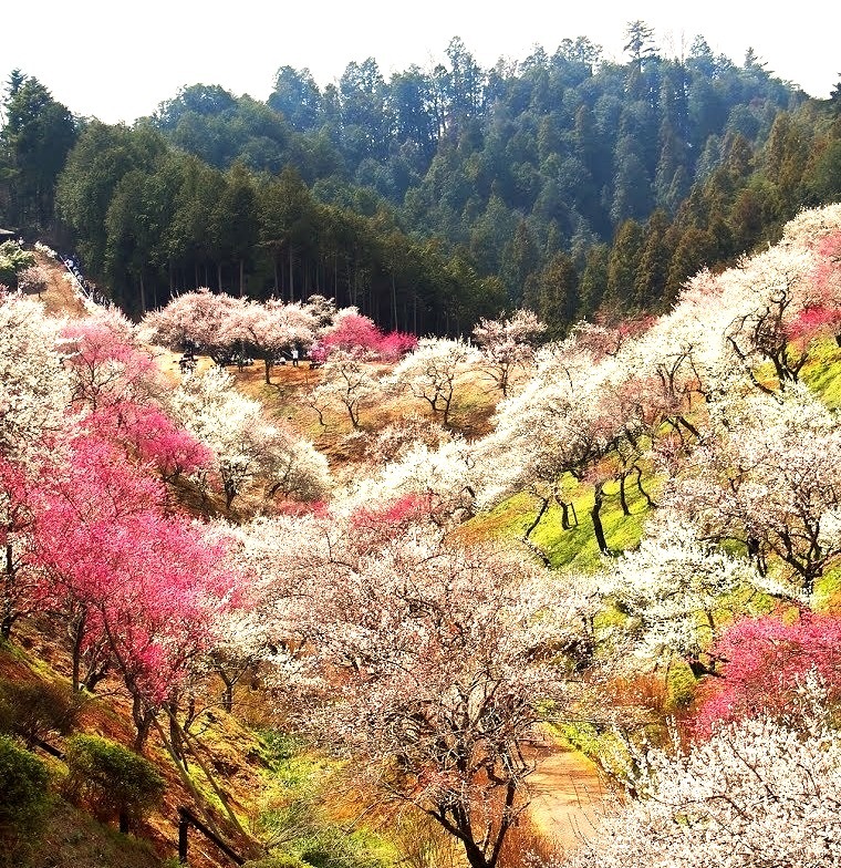 Beautiful gardens at Yoshino-Baigo, Ome / Japan